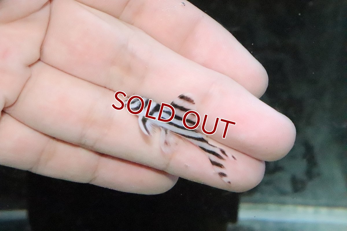 画像2: 【ウィンターセール 10％OFF対象商品】【淡水魚】【通販】インペリアルゼブラプレコ【1匹 サンプル画像】(±3cm)（生体）【プレコ】（熱帯魚）NKP (2)