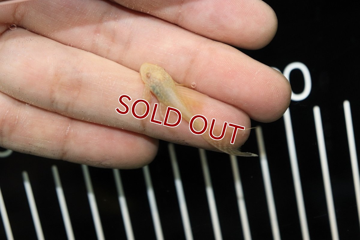 画像2: 【淡水魚】【通販】ロングフィンアルビノミニブッシープレコ【1匹 サンプル画像】（生体）【プレコ】（熱帯魚）NKP (2)