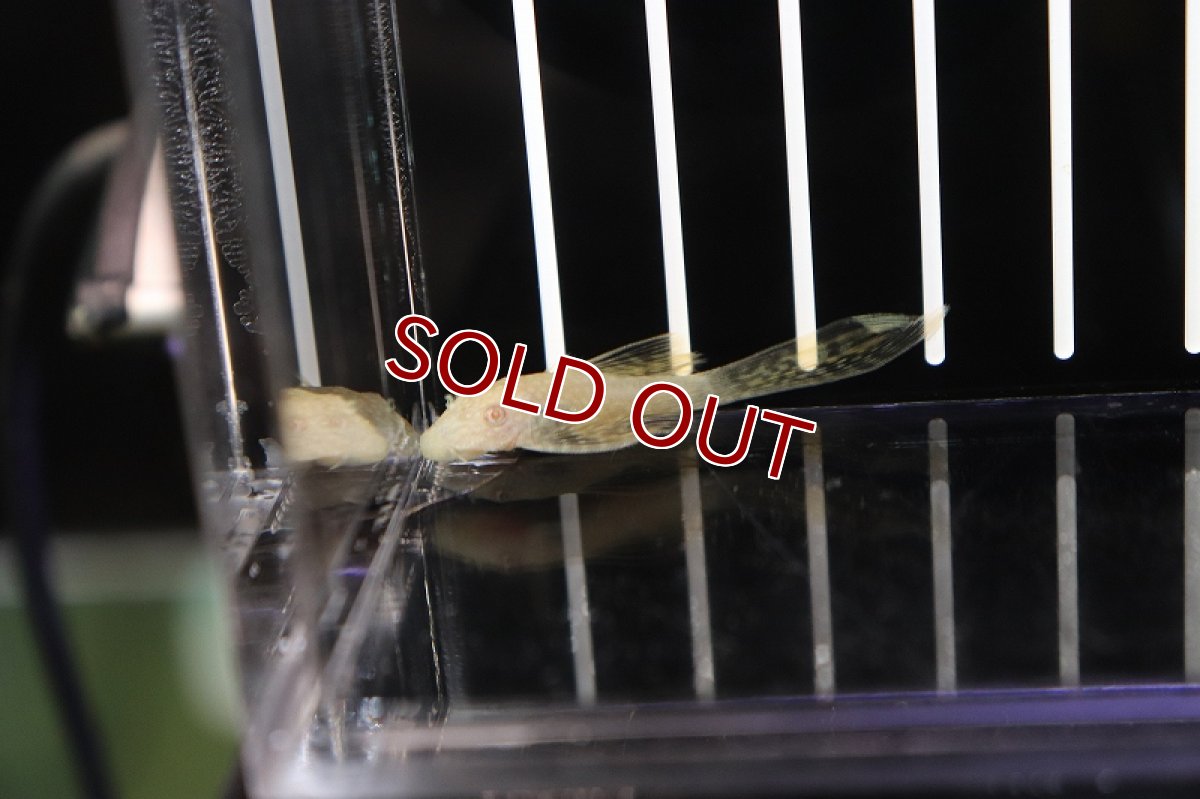 画像3: 【淡水魚】【通販】ロングフィンアルビノミニブッシープレコ【1匹 サンプル画像】（生体）【プレコ】（熱帯魚）NKP (3)