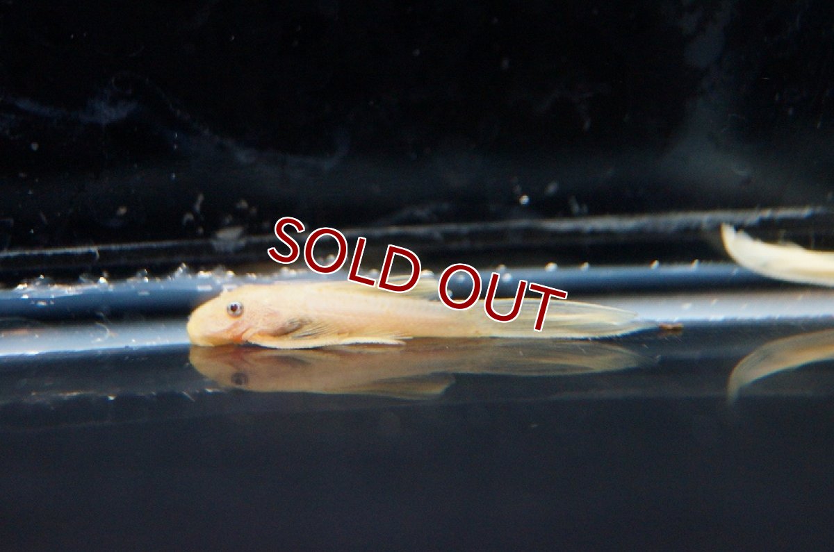 画像2: 【淡水魚】【通販】大特価 ロングフィンブルーアイゴールデンミニブッシープレコ【1匹 サンプル画像】（生体）【プレコ】（熱帯魚）NKP (2)