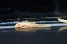 画像2: 【淡水魚】【通販】ロングフィンブルーアイゴールデンミニブッシープレコ ±4cm【1匹 サンプル画像】（生体）【プレコ】（熱帯魚）NKP (2)