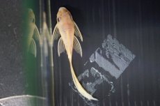 画像3: 【淡水魚】【通販】ロングフィンブルーアイゴールデンミニブッシープレコ ±4cm【1匹 サンプル画像】（生体）【プレコ】（熱帯魚）NKP (3)