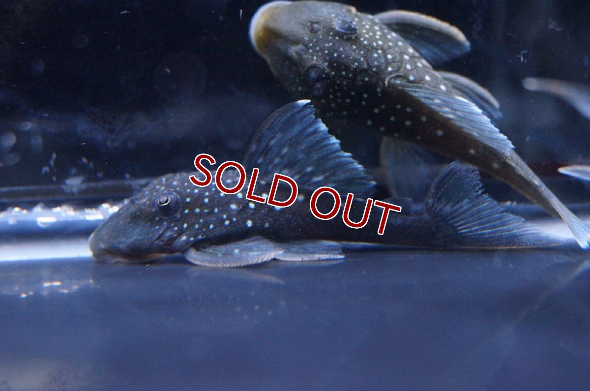 画像2: 【淡水魚】【通販】ブルーフィンペコルティアプレコ ワイルド【1匹 サンプル画像】(±5-6cm)（生体）【プレコ】（熱帯魚）NKP (2)