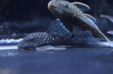 画像2: 【淡水魚】【通販】激安 ブルーフィンペコルティアプレコ ワイルド【1匹 サンプル画像】(±3-4cm)（生体）【プレコ】（熱帯魚）NKP (2)