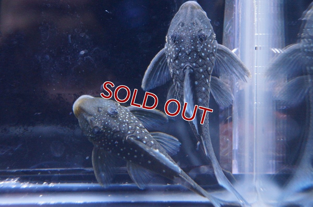 画像3: 【淡水魚】【通販】ブルーフィンペコルティアプレコ ワイルド【1匹 サンプル画像】(±5-6cm)（生体）【プレコ】（熱帯魚）NKP (3)