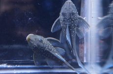 画像3: 【淡水魚】【通販】激安 ブルーフィンペコルティアプレコ ワイルド【1匹 サンプル画像】(±3-4cm)（生体）【プレコ】（熱帯魚）NKP (3)