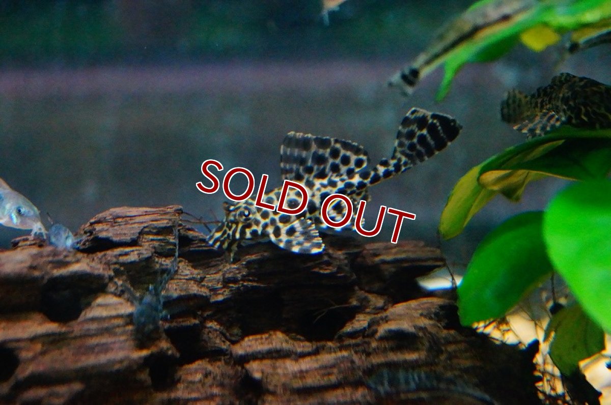 画像2: 【淡水魚】[お取り寄せ]セルフィンプレコ ±5cm【3匹】（生体）【プレコ】（熱帯魚）NKP (2)