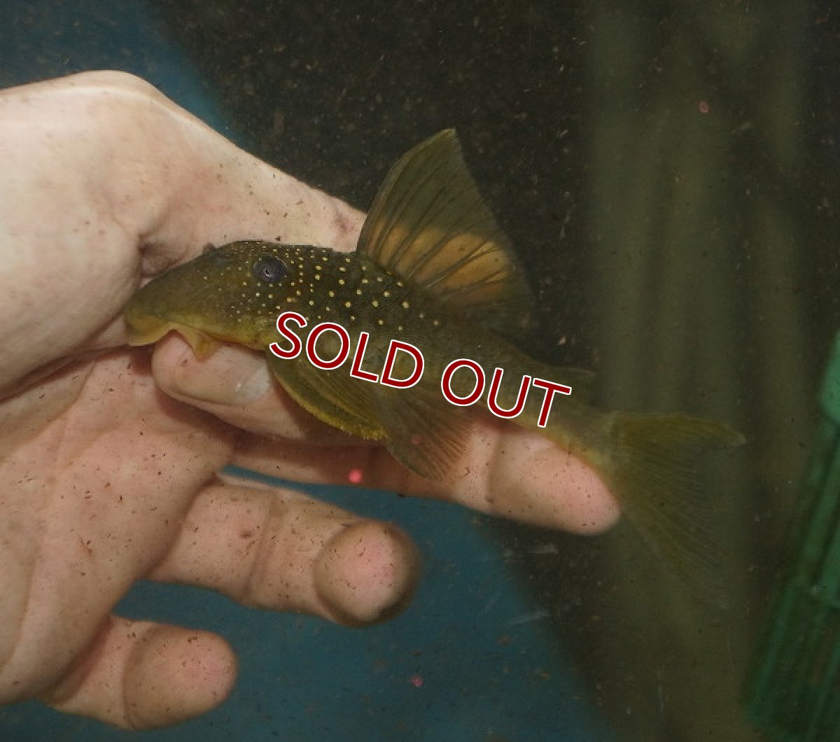 画像2: 【淡水魚】【通販】Lサイズ ゴールデンブルーフィンペコルティア ワイルド【1匹 サンプル画像】(±12-13cm )(生体)【プレコ】（熱帯魚）NKP (2)