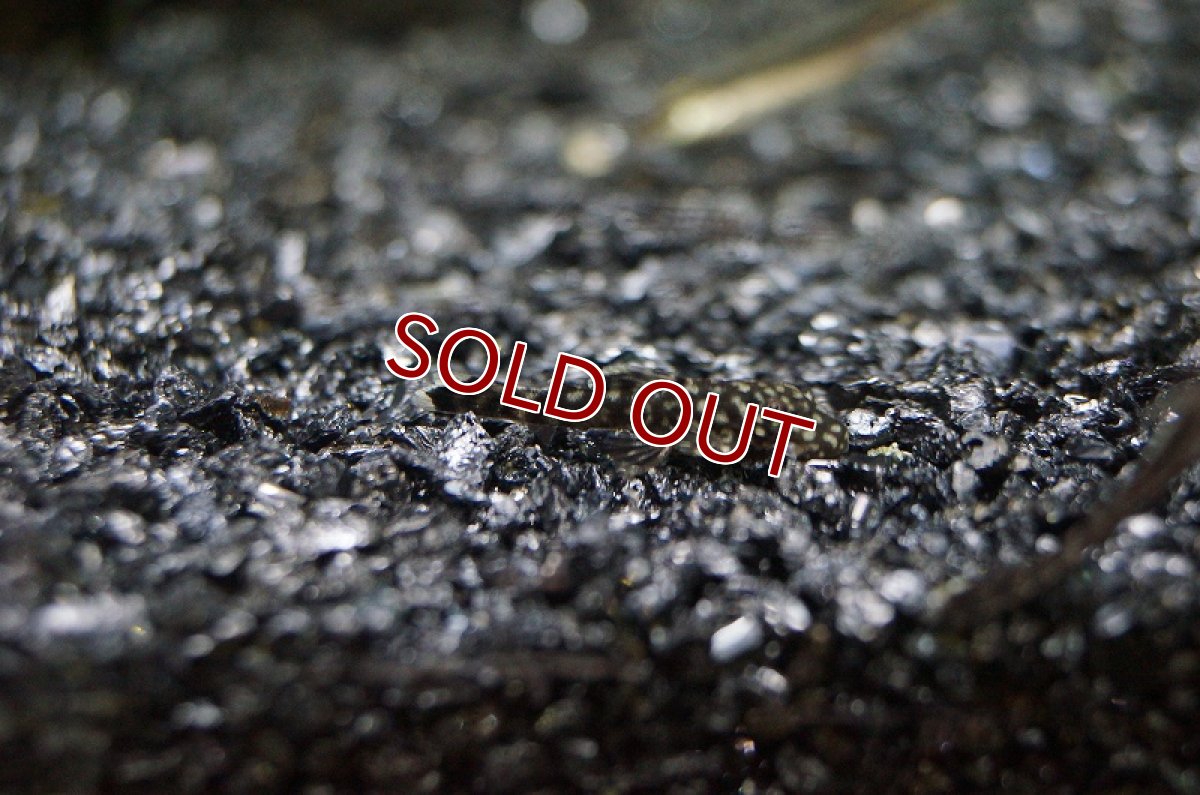 画像2: 【淡水魚】【通販】激安 ミニブッシープレコ【1匹 サンプル画像】（生体）　(プレコ)（熱帯魚）NKP (2)