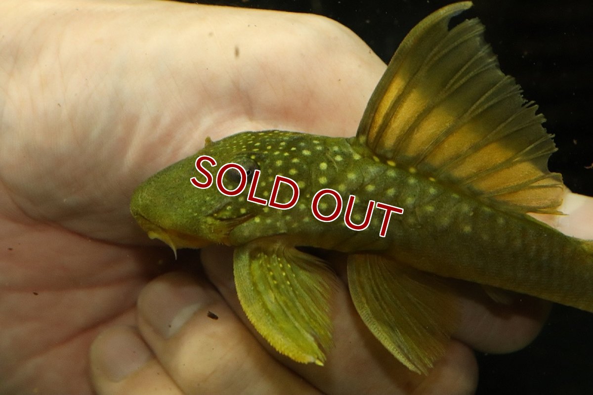 画像2: 【淡水魚】特価 大きめ イエローブルーフィンペコルティアプレコ ワイルド【1匹 サンプル画像】(±12-15cm)（生体）（プレコ）（熱帯魚）NKP (2)