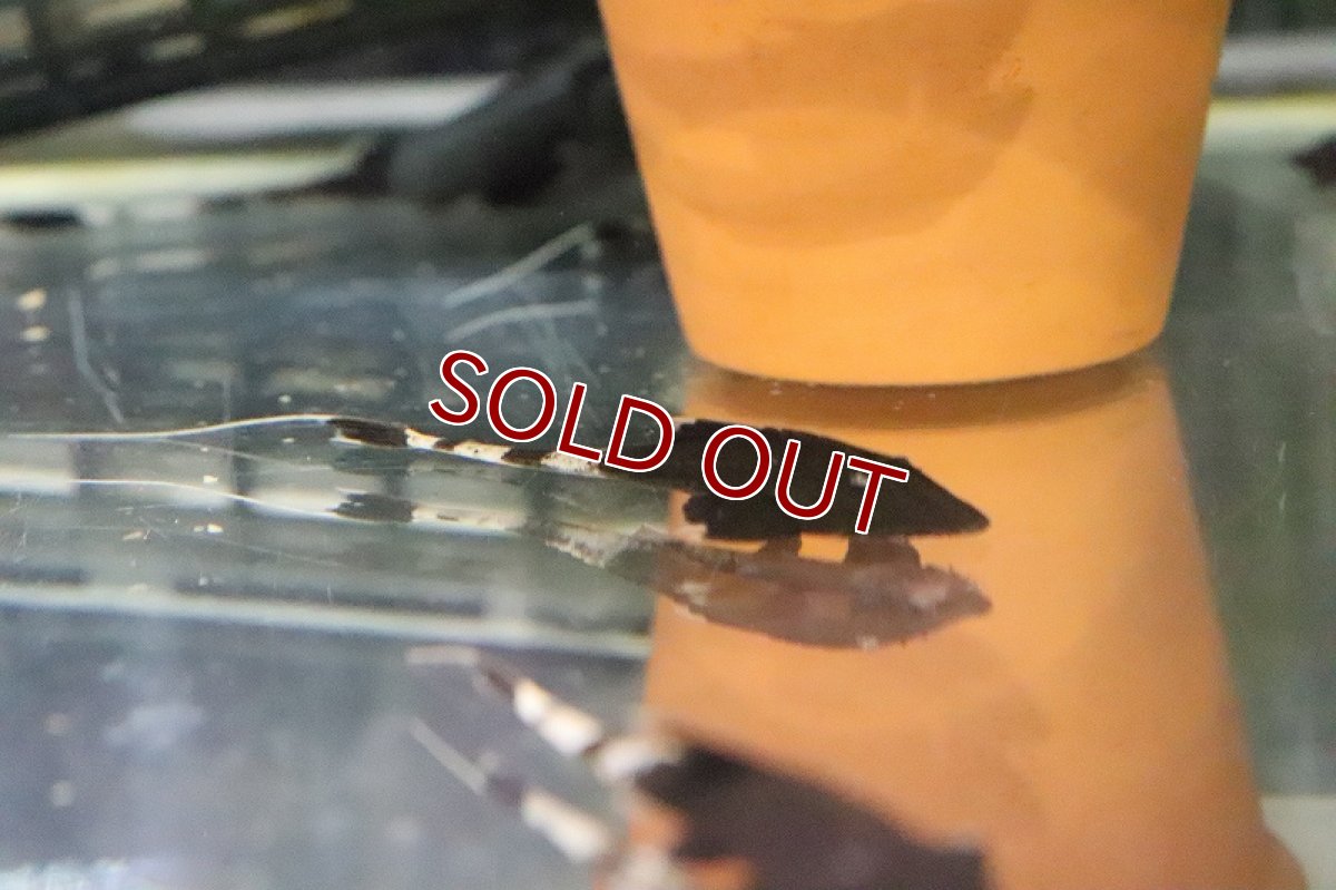 画像2: 【淡水魚】大特価 カメレオンロリカリア ペルー産 ワイルド【1匹 サンプル画像】(±5-6cm)(ロリカリア)(生体)(淡水)NKRK (2)