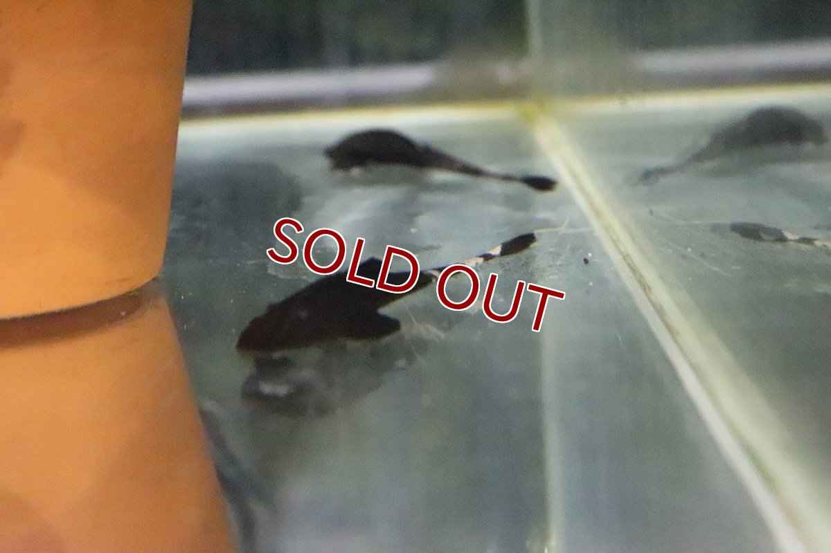 画像3: 【淡水魚】大特価 カメレオンロリカリア ペルー産 ワイルド【1匹 サンプル画像】(±5-6cm)(ロリカリア)(生体)(淡水)NKRK (3)