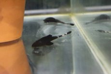 画像3: 【淡水魚】【通販】大特価 カメレオンロリカリア ペルー産 ワイルド【1匹 サンプル画像】(±5-6cm)(ロリカリア)(生体)(淡水)NKRK (3)