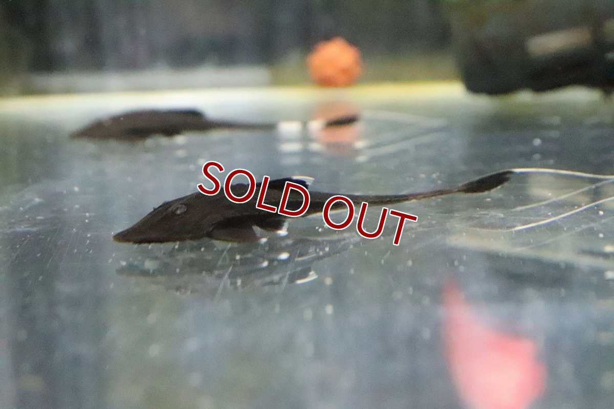 画像4: 【淡水魚】大特価 カメレオンロリカリア ペルー産 ワイルド【1匹 サンプル画像】(±5-6cm)(ロリカリア)(生体)(淡水)NKRK (4)