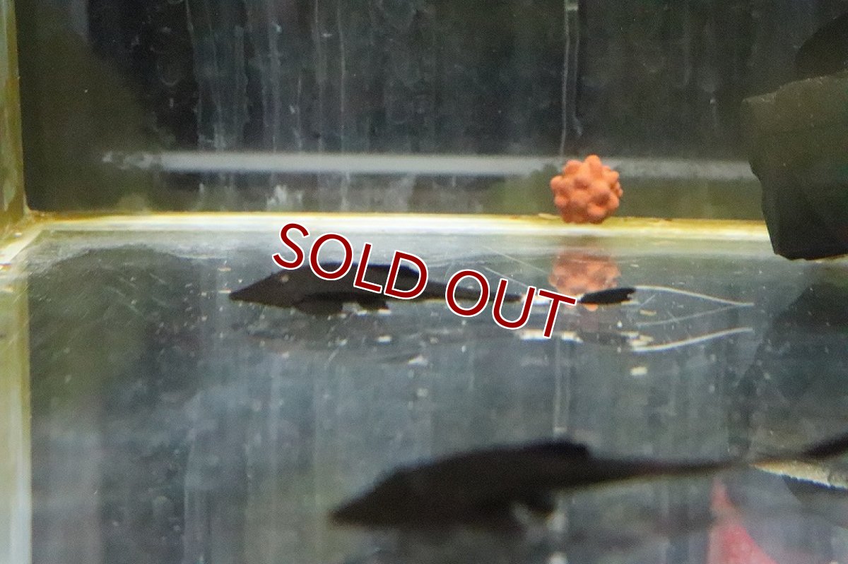 画像5: 【淡水魚】大特価 カメレオンロリカリア ペルー産 ワイルド【1匹 サンプル画像】(±5-6cm)(ロリカリア)(生体)(淡水)NKRK (5)