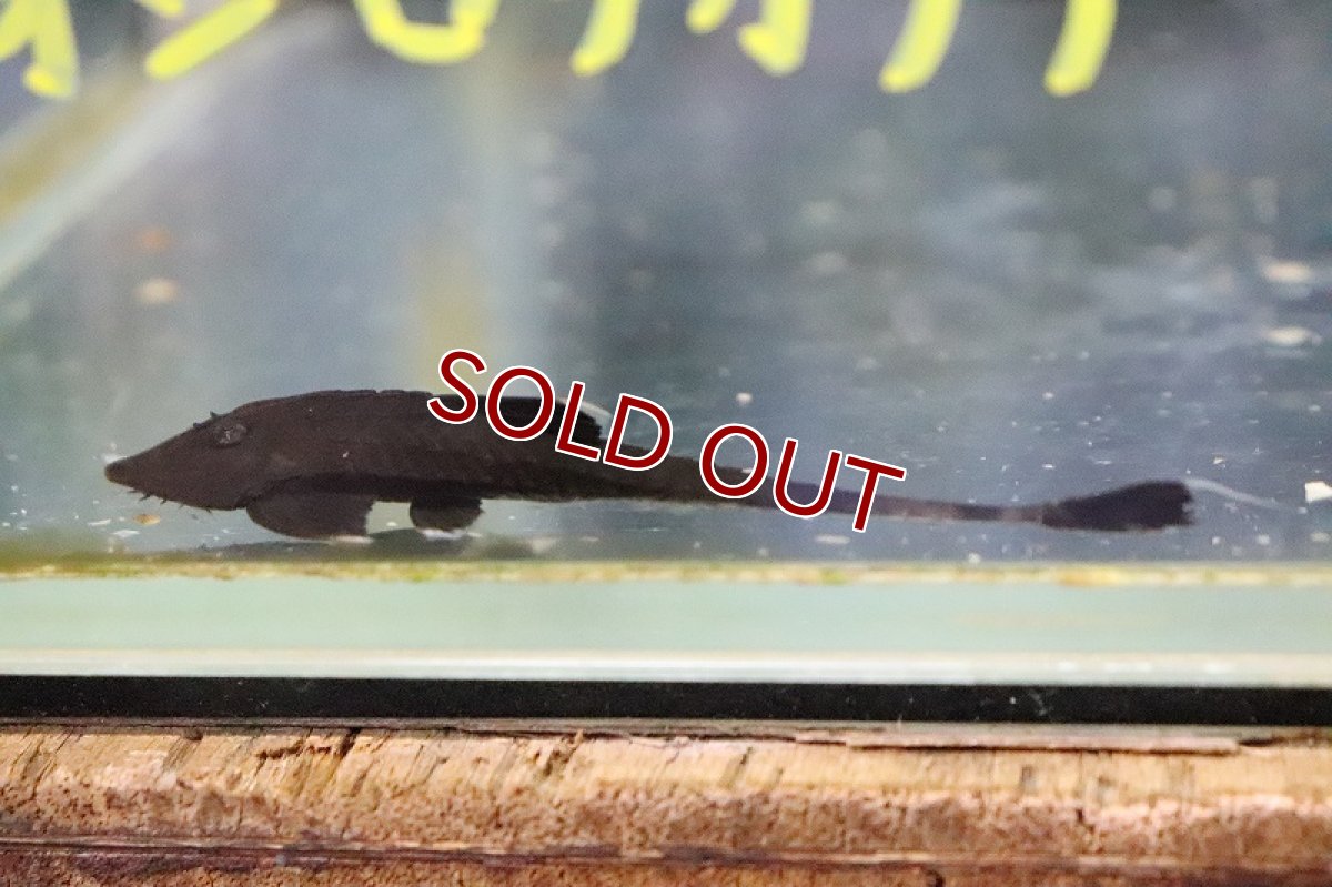 画像6: 【淡水魚】大特価 カメレオンロリカリア ペルー産 ワイルド【1匹 サンプル画像】(±5-6cm)(ロリカリア)(生体)(淡水)NKRK (6)