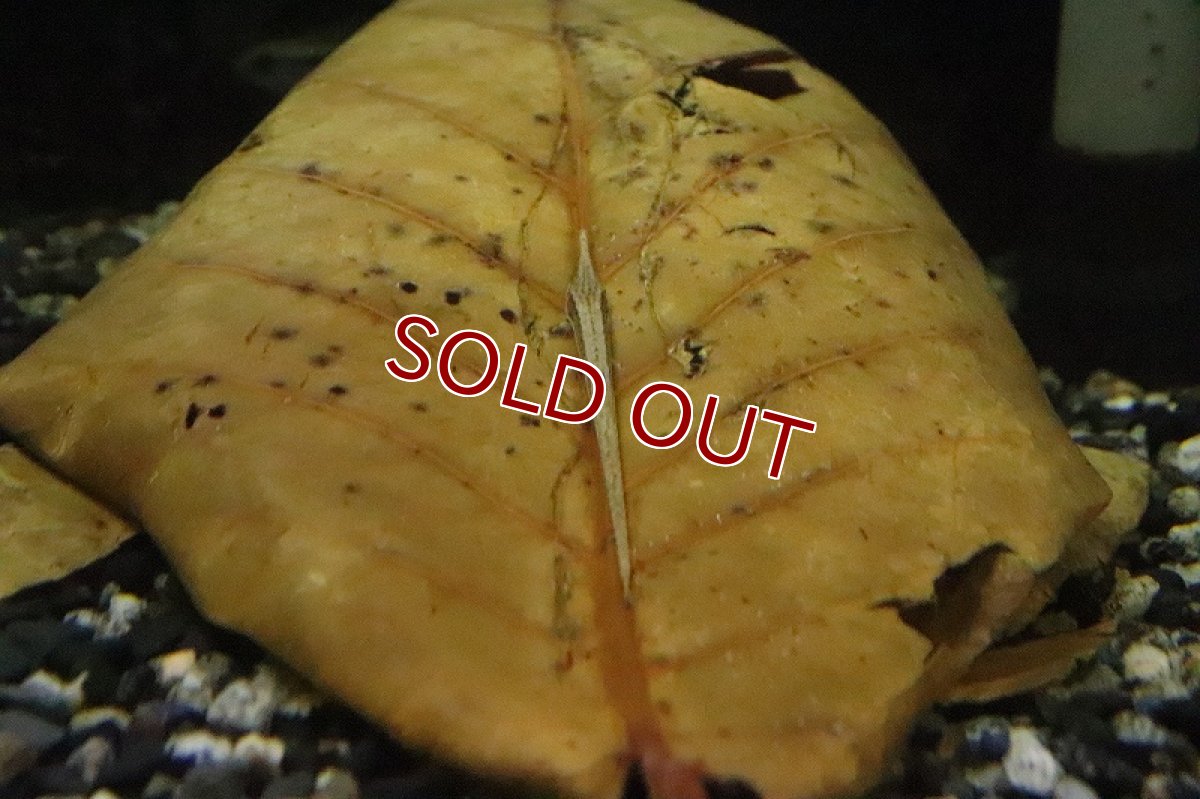 画像2: 【淡水魚】特価 ファロエラ アクス コロンビア産 ワイルド【１匹 サンプル画像】(ロリカリア)(生体)(淡水)ＮＫＲＫ (2)