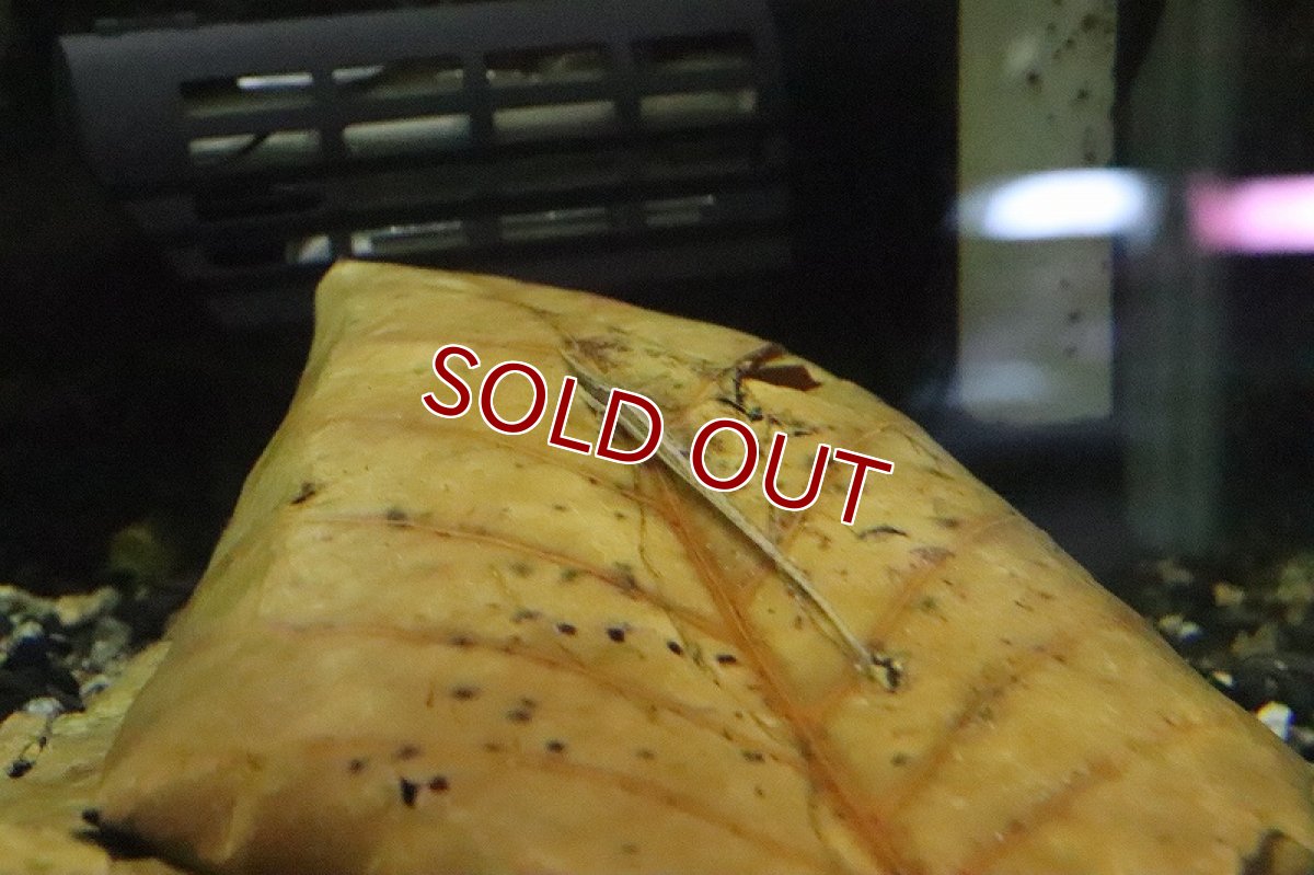 画像3: 【淡水魚】特価 ファロエラ アクス コロンビア産 ワイルド【１匹 サンプル画像】(ロリカリア)(生体)(淡水)ＮＫＲＫ (3)