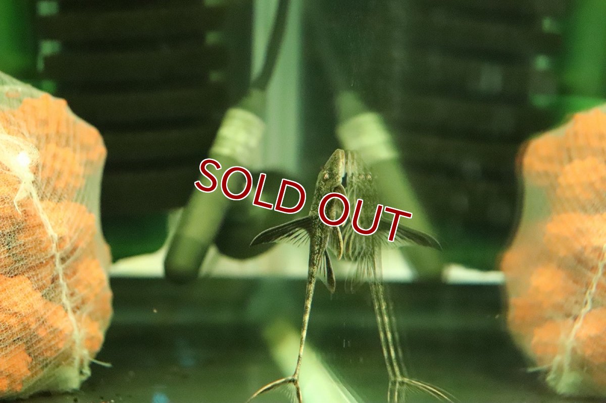 画像2: 【淡水魚】スーパーコメットロリカリア ワイルド【１匹 サンプル画像】(±7cm)(ロリカリア)(生体)(熱帯魚)NKRK (2)