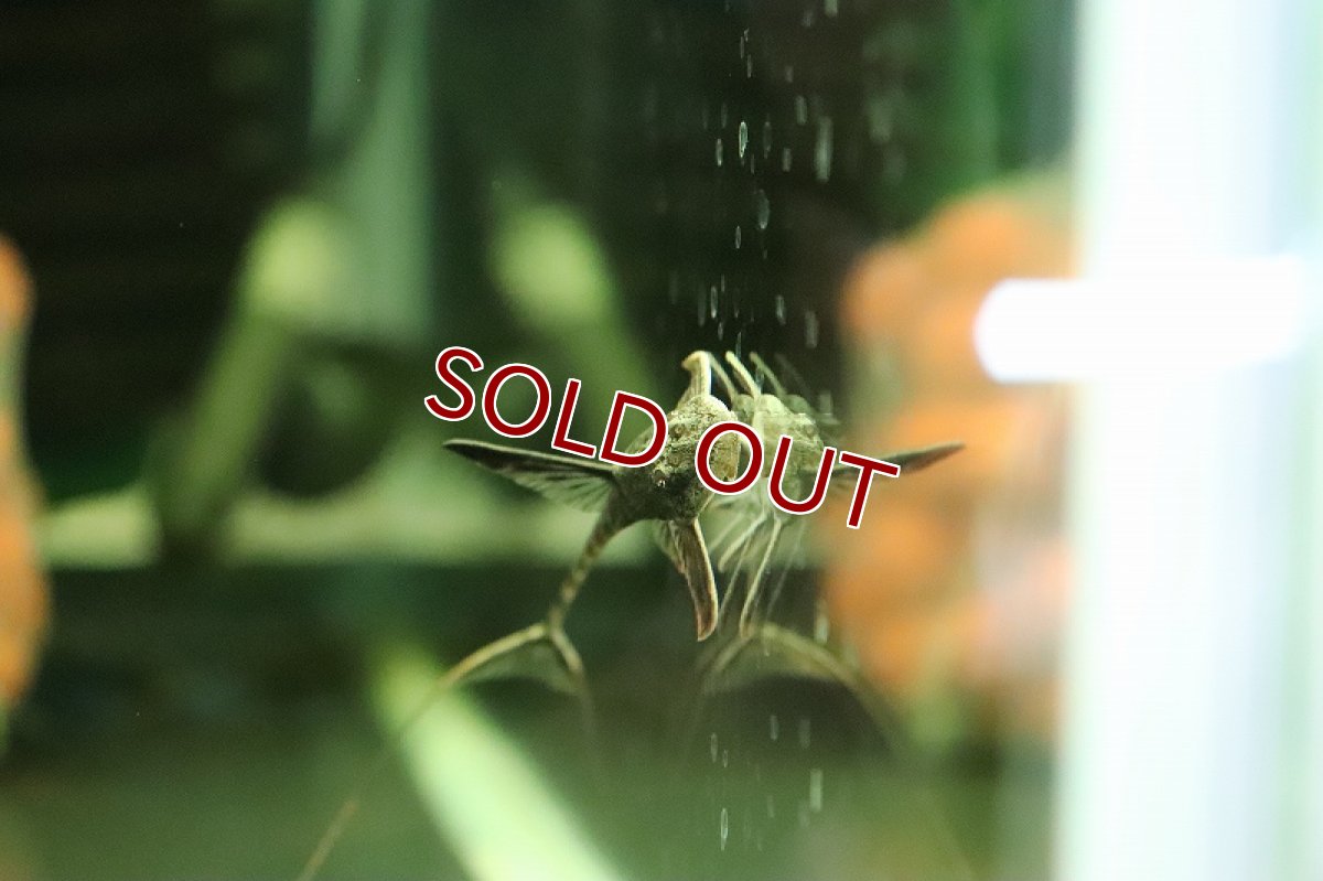 画像3: 【淡水魚】スーパーコメットロリカリア ワイルド【１匹 サンプル画像】(±7cm)(ロリカリア)(生体)(熱帯魚)NKRK (3)