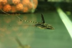 画像4: 【淡水魚】【通販】スーパーコメットロリカリア ワイルド【１匹 サンプル画像】(±7cm)(ロリカリア)(生体)(熱帯魚)NKRK (4)