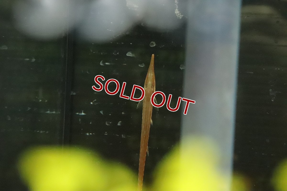 画像2: 【淡水魚】激安 激レア レッドファロエラ ワイルド【１匹 サンプル画像】(±6-7cm)(ロリカリア)(生体)(熱帯魚)NKRK (2)