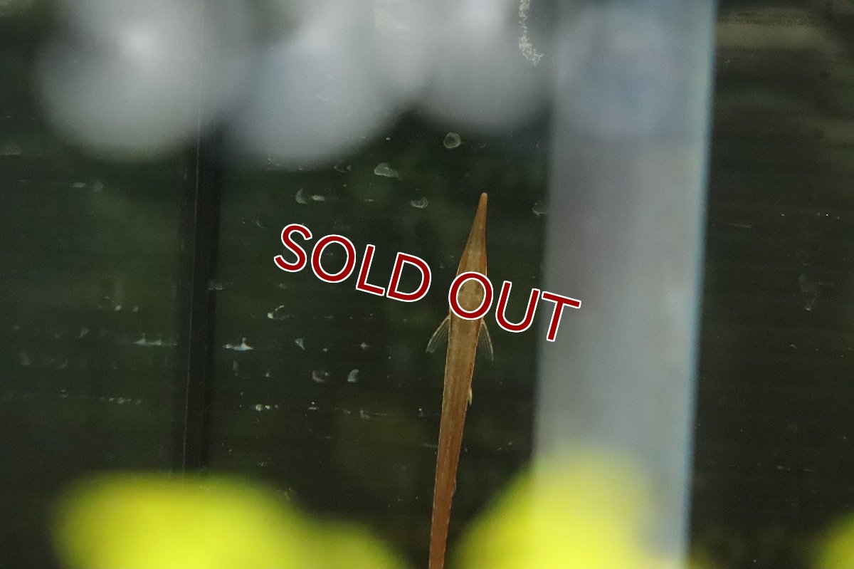 画像3: 【淡水魚】激安 激レア レッドファロエラ ワイルド【１匹 サンプル画像】(±6-7cm)(ロリカリア)(生体)(熱帯魚)NKRK (3)