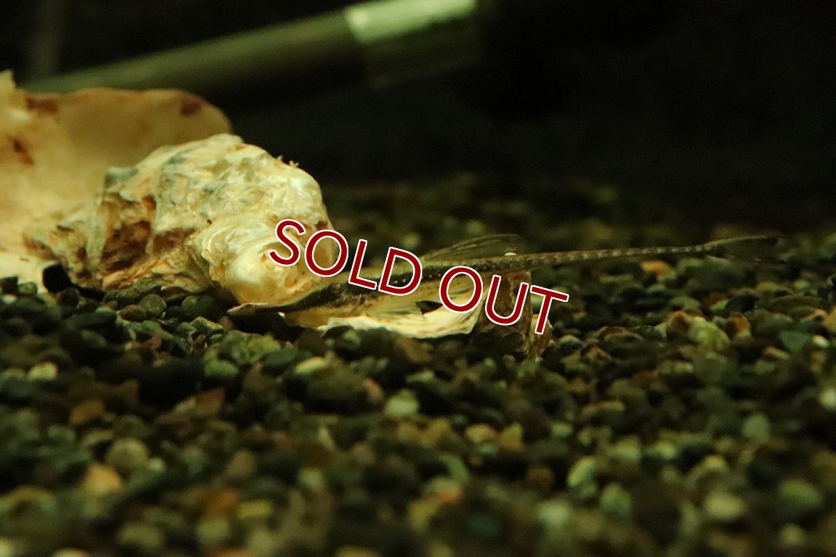 画像2: 【淡水魚】激レア ショートノーズファロエラ コロンビア産 ワイルド【1匹 サンプル画像】(±6-7cm)(ロリカリア)(生体)(熱帯魚)NKRK (2)