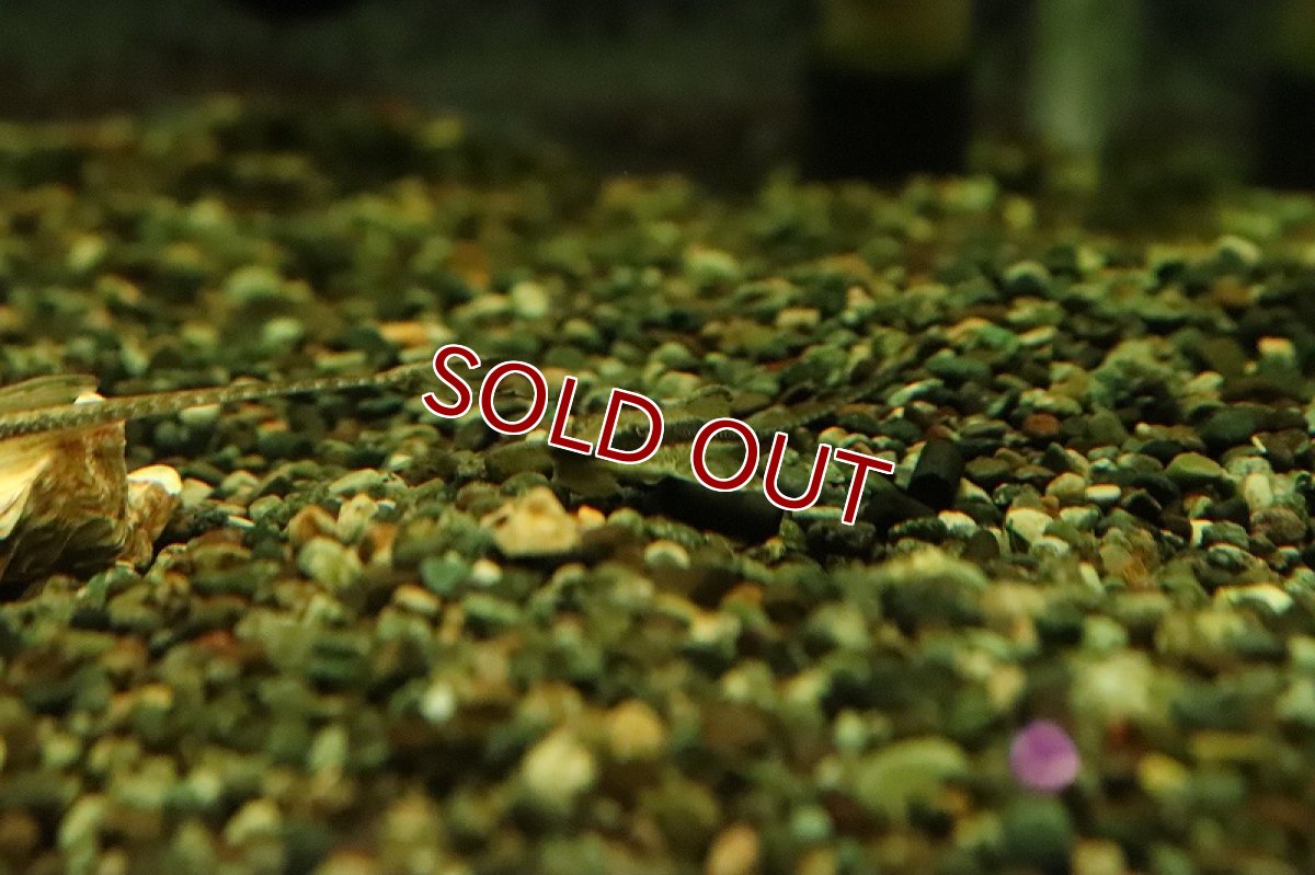 画像3: 【淡水魚】激レア ショートノーズファロエラ コロンビア産 ワイルド【1匹 サンプル画像】(±6-7cm)(ロリカリア)(生体)(熱帯魚)NKRK (3)