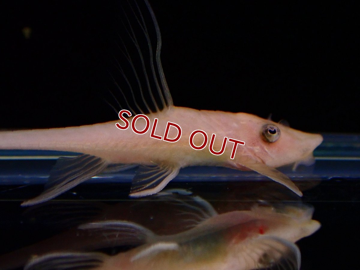 画像2: 【淡水魚】激レア ゴールデンロイヤルファロエラ【1匹 サンプル画像】(±6cm)（ロリカリア）（生体）（熱帯魚）NKRK (2)