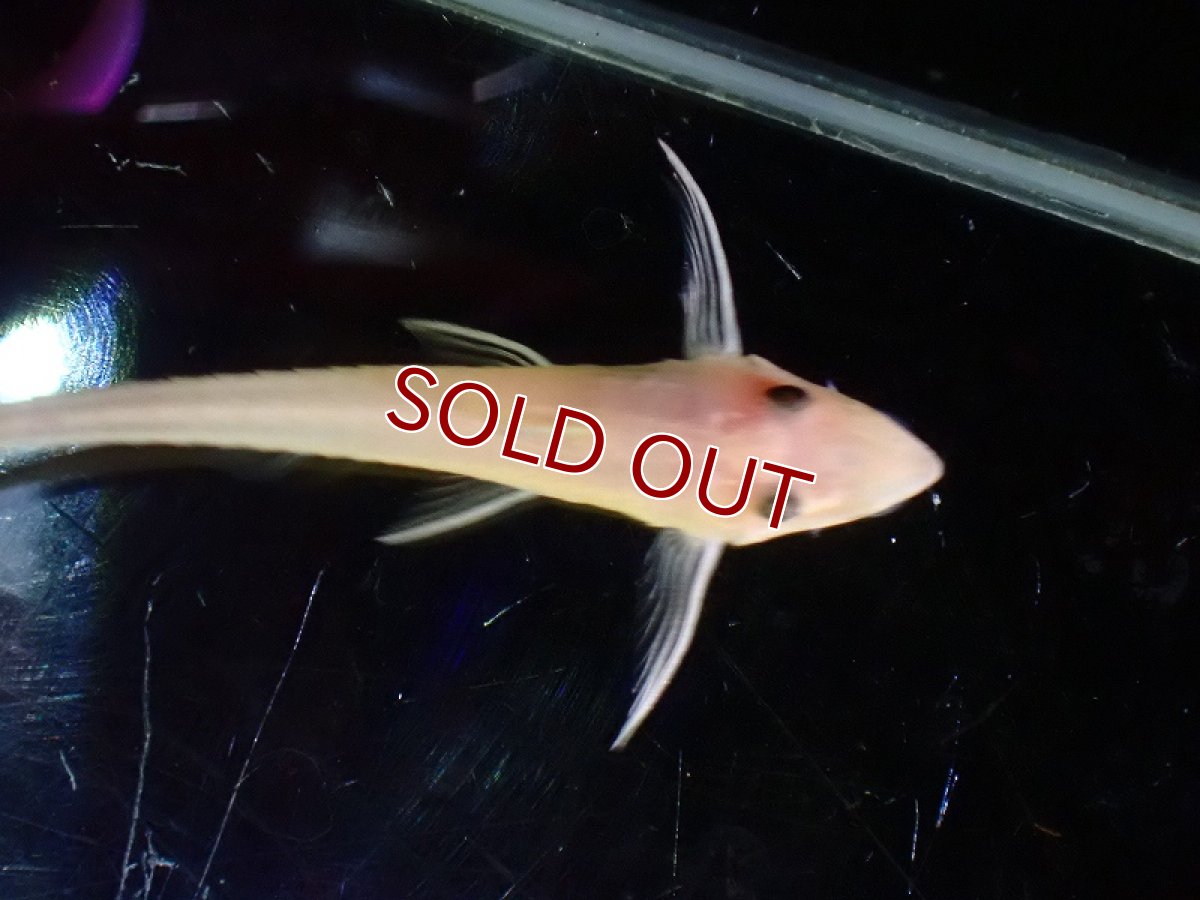 画像3: 【淡水魚】激レア ゴールデンロイヤルファロエラ【1匹 サンプル画像】(±6cm)（ロリカリア）（生体）（熱帯魚）NKRK (3)