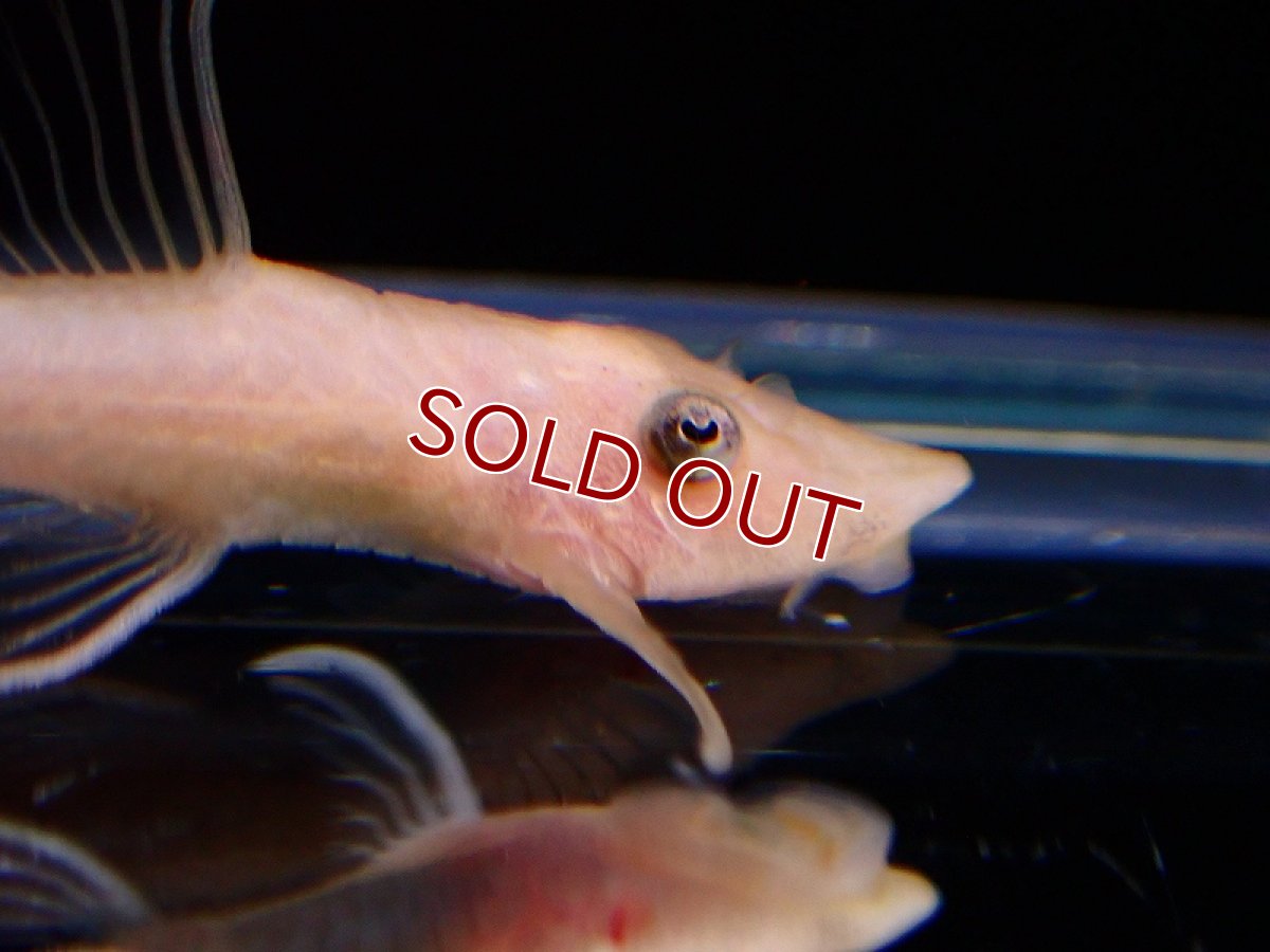 画像4: 【淡水魚】激レア ゴールデンロイヤルファロエラ【1匹 サンプル画像】(±6cm)（ロリカリア）（生体）（熱帯魚）NKRK (4)