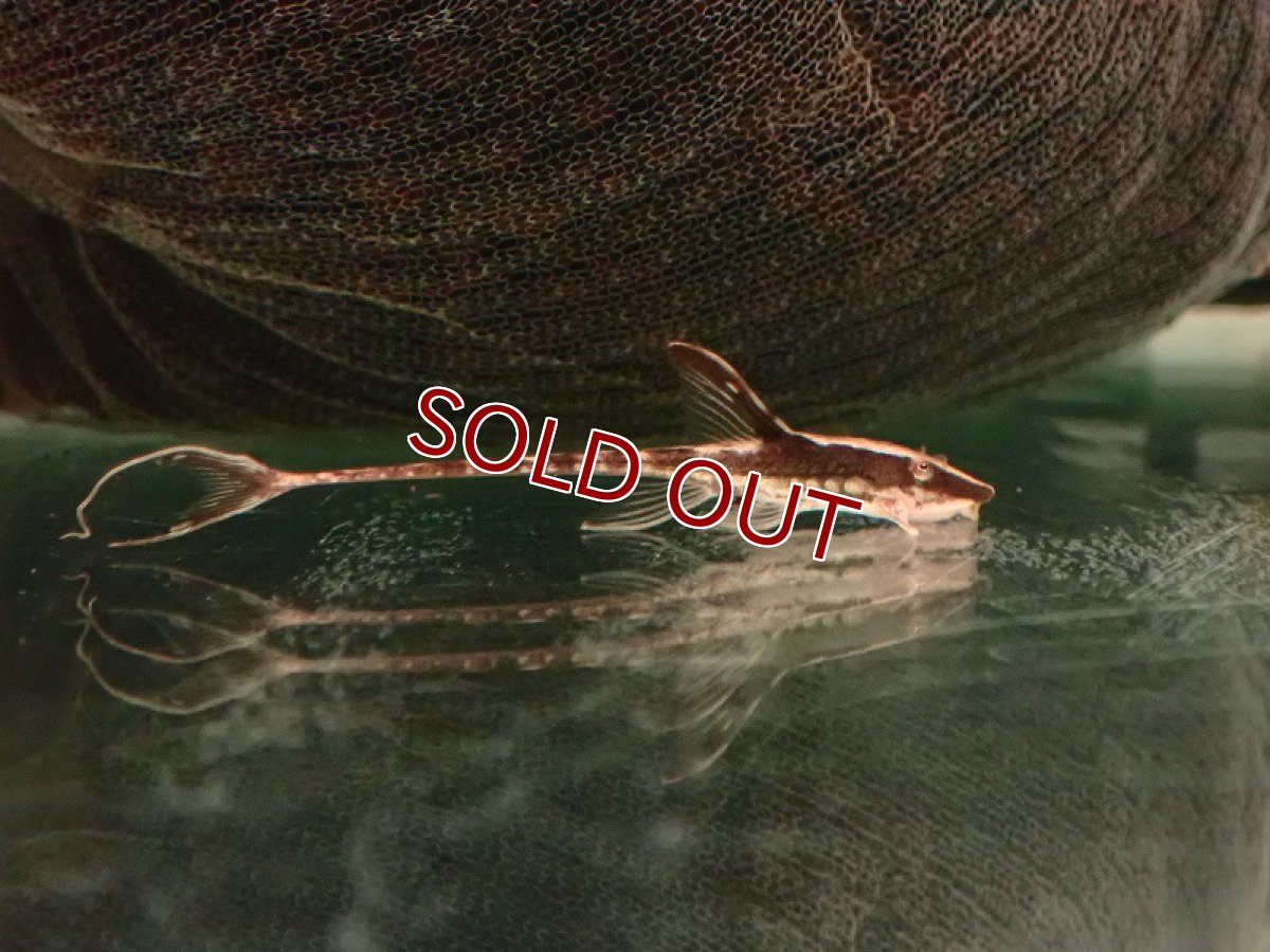 画像2: 【淡水魚】【通販】ロイヤルファロエラ【1匹 サンプル画像】（ロリカリア）（生体）（熱帯魚）NK (2)