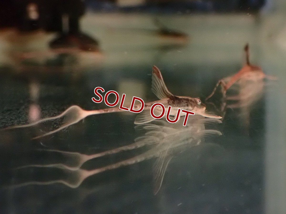 画像3: 【淡水魚】【通販】ロイヤルファロエラ【1匹 サンプル画像】（ロリカリア）（生体）（熱帯魚）NK (3)