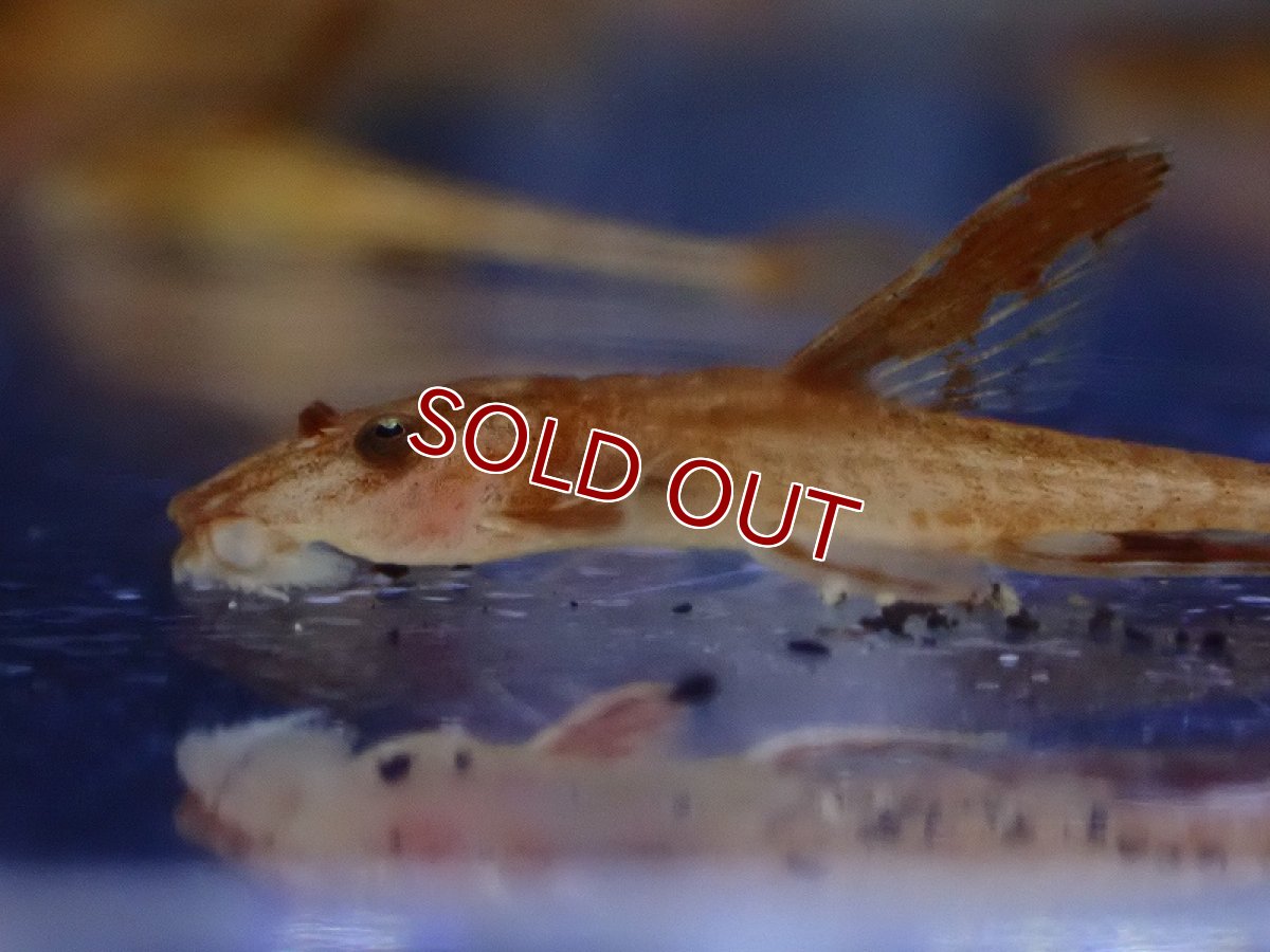 画像2: 【淡水魚】【通販】リネロリカリア レッド【1匹 サンプル画像】(±5cm)（ロリカリア）（生体）（熱帯魚）NKRK (2)