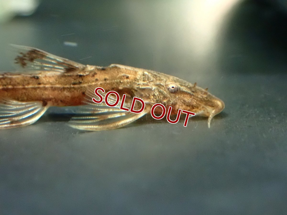 画像2: 【淡水魚】【通販】アフリカンロリカリア ナイジェリア産 ワイルド【1匹 サンプル画像】（ロリカリア）（生体）（熱帯魚）NK (2)