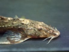 画像4: 【淡水魚】【通販】アフリカンロリカリア ナイジェリア産 ワイルド【1匹 サンプル画像】（ロリカリア）（生体）（熱帯魚）NK (4)