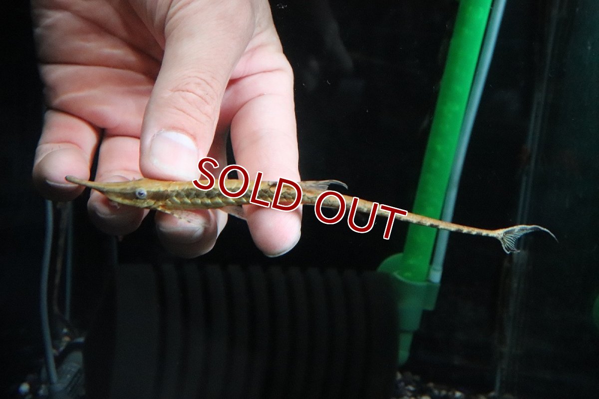 画像2: 【淡水魚】【通販】爆安 ファロエラ ヴィッタータ【1匹 サンプル画像】(±7-18cm)（プレコ）（生体）（熱帯魚）NKP (2)