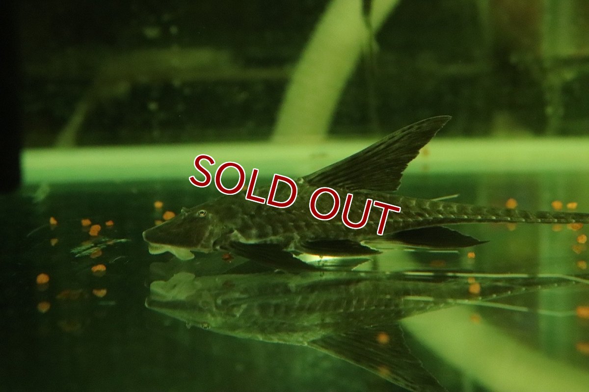 画像2: 【淡水魚】【通販】大特価 スーパーブラックロリカリア ペルー産 ワイルド【1匹 サンプル画像】(±6-8cm)ロリカリア（生体）（熱帯魚）NKRK (2)