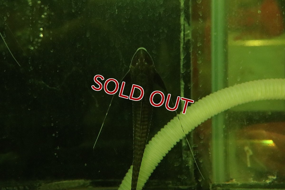 画像3: 【淡水魚】【通販】大特価 スーパーブラックロリカリア ペルー産 ワイルド【1匹 サンプル画像】(±6-8cm)ロリカリア（生体）（熱帯魚）NKRK (3)