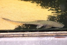 画像1: 【淡水魚】【通販】サンダーロリカリア ワイルド【１匹 サンプル画像】(±17cm)(ロリカリア)(生体)(熱帯魚)NKRK (1)