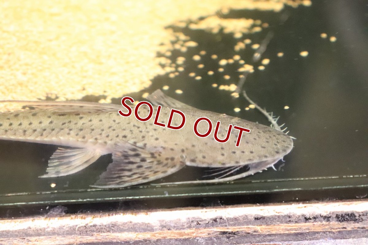 画像2: 【淡水魚】【通販】サンダーロリカリア ワイルド【１匹 サンプル画像】(±17cm)(ロリカリア)(生体)(熱帯魚)NKRK (2)