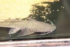 画像2: 【淡水魚】【通販】サンダーロリカリア ワイルド【１匹 サンプル画像】(±17cm)(ロリカリア)(生体)(熱帯魚)NKRK (2)