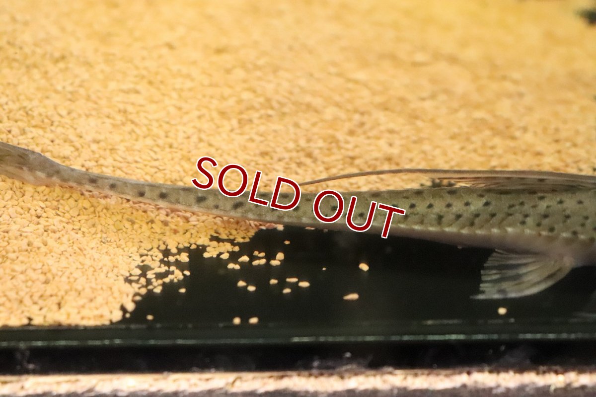 画像3: 【淡水魚】【通販】サンダーロリカリア ワイルド【１匹 サンプル画像】(±17cm)(ロリカリア)(生体)(熱帯魚)NKRK (3)