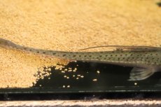 画像3: 【淡水魚】【通販】サンダーロリカリア ワイルド【１匹 サンプル画像】(±17cm)(ロリカリア)(生体)(熱帯魚)NKRK (3)