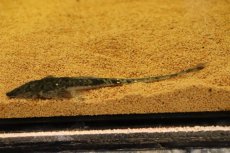 画像1: 【淡水魚】【通販】ツチノコタイガーロリカリア ペルー産 ワイルド【１匹 サンプル画像】(±12cm)(ロリカリア)(生体)(熱帯魚)NKRK (1)