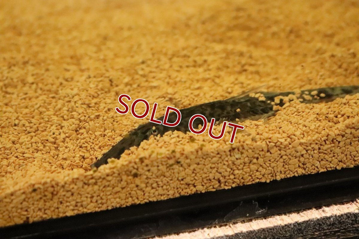 画像2: 【淡水魚】【通販】ツチノコタイガーロリカリア ペルー産 ワイルド【１匹 サンプル画像】(±12cm)(ロリカリア)(生体)(熱帯魚)NKRK (2)