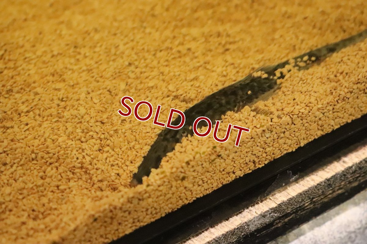 画像3: 【淡水魚】【通販】ツチノコタイガーロリカリア ペルー産 ワイルド【１匹 サンプル画像】(±12cm)(ロリカリア)(生体)(熱帯魚)NKRK (3)