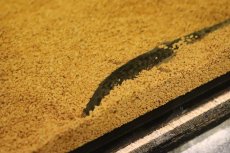 画像3: 【淡水魚】【通販】ツチノコタイガーロリカリア ペルー産 ワイルド【１匹 サンプル画像】(±12cm)(ロリカリア)(生体)(熱帯魚)NKRK (3)