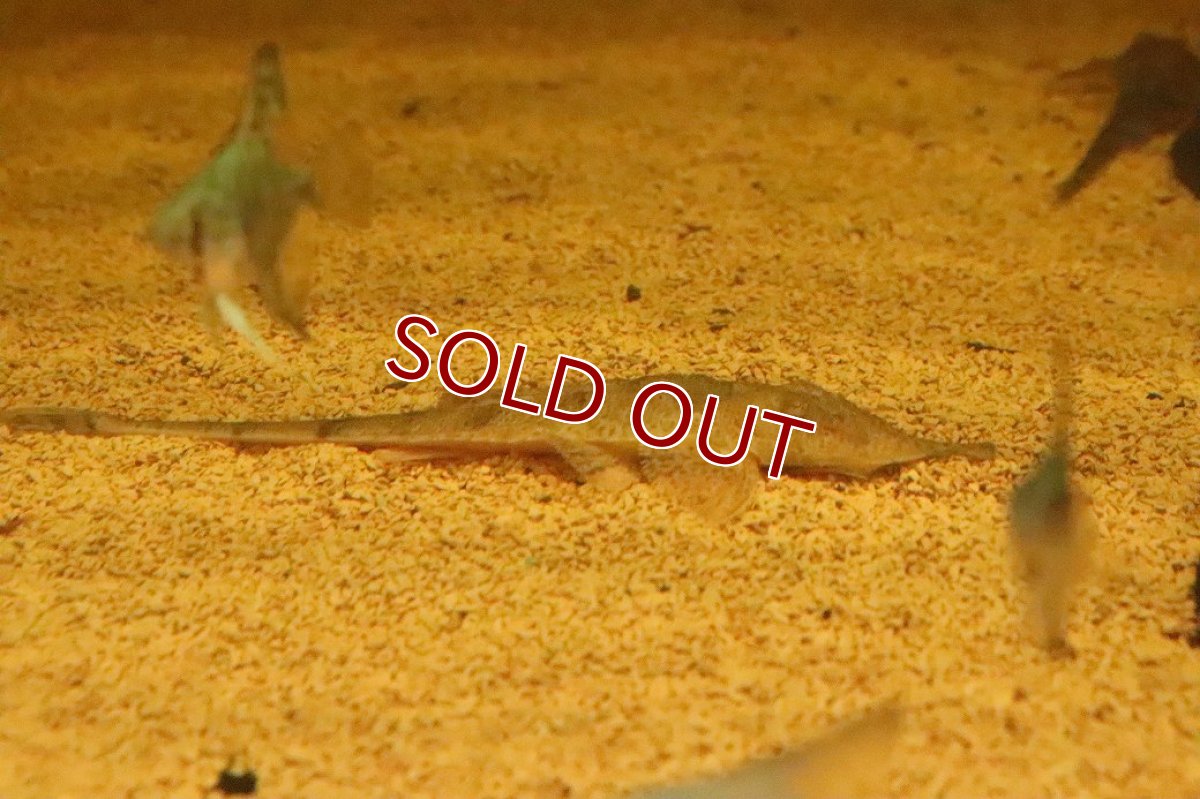 画像1: 【淡水魚】【通販】ピノキオロリカリア ペルー産 ワイルド【１匹 サンプル画像】(±13cm)(ロリカリア)(生体)(熱帯魚)NK (1)